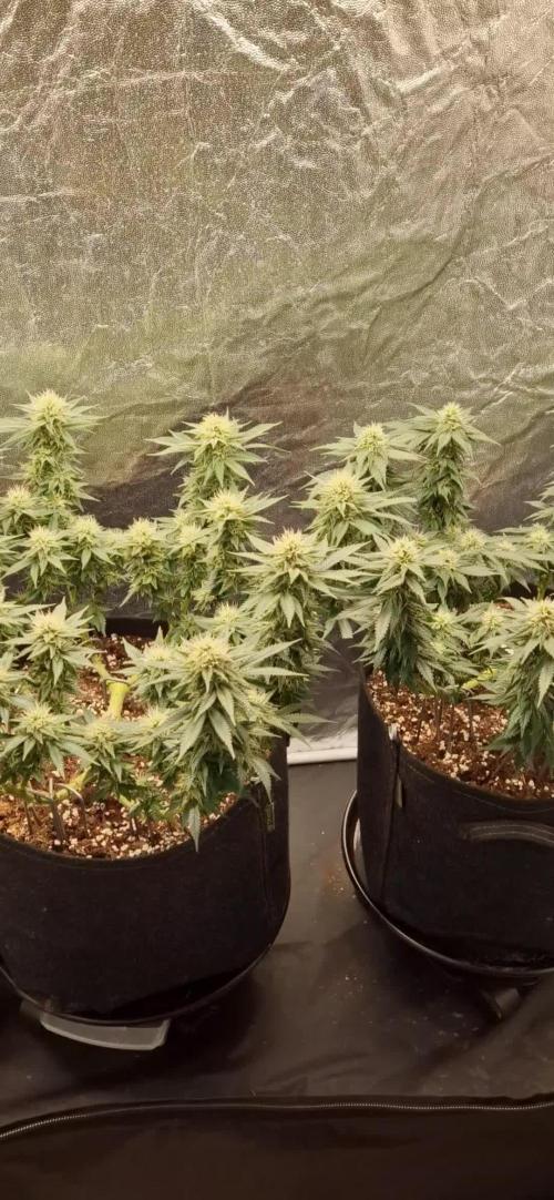 Anesia Seeds / Big Bazooka💥!