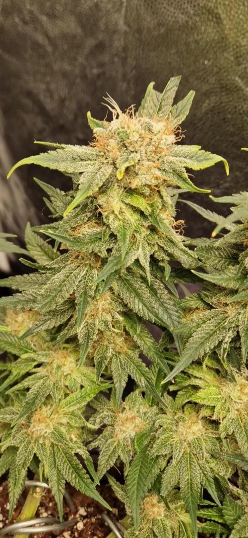 Anesia Seeds / Big Bazooka💥!