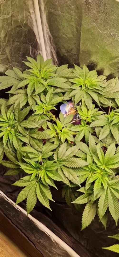 Eternity Grow Cup 🏆 !