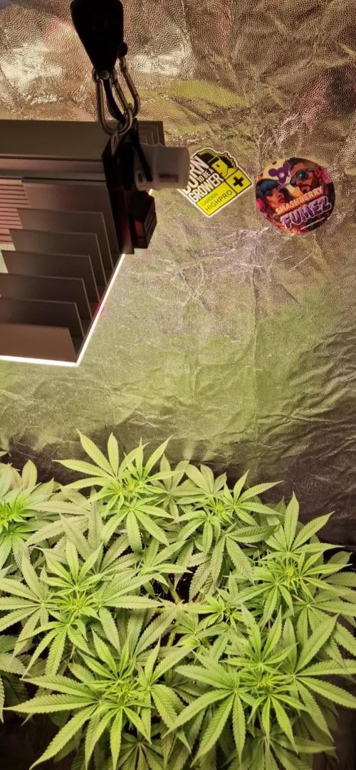 Anesia Seeds / Smashberry Fumez🍓!
