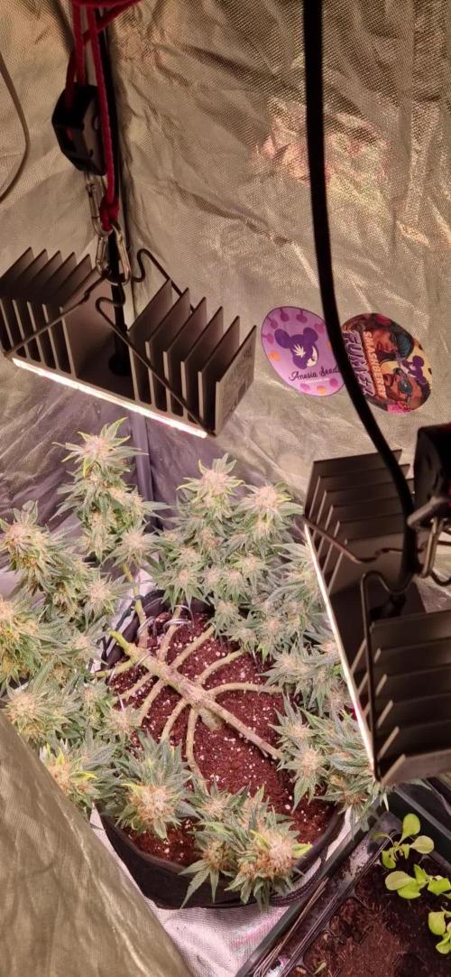 Anesia Seeds / Big Bazooka💥!