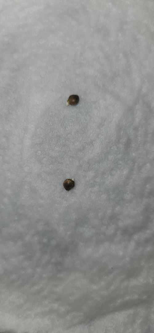 Green Crack F1 Auto/Outdoor. Week 0