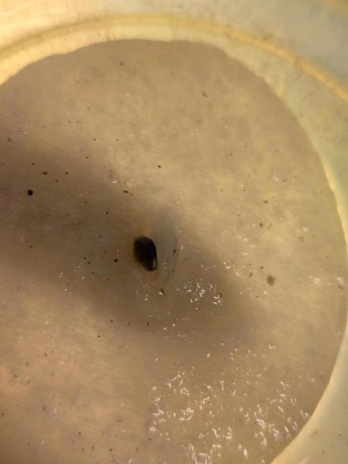 Seedoos 2: Coconut cream. Week 0 - Im Wattepad.