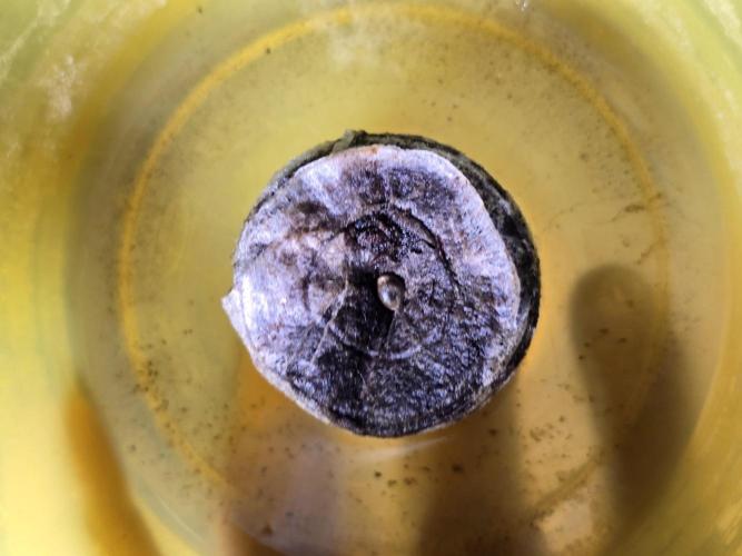 Seedoos 2: Coconut cream. Week 0 - Jetzt im Torf-Quelltopf.