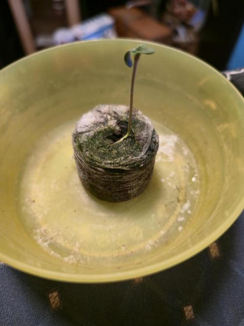 Seedoos 2: Coconut cream. Week 1