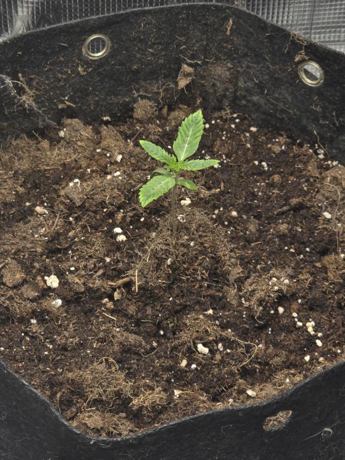 Seedoos 2: Coconut cream. Week 2 - Macht sich ganz gut im Moment. 