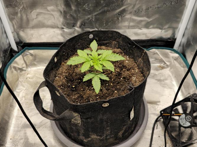 Seedoos 2: Coconut cream. Week 3 - Ihre third-person Ansicht. 