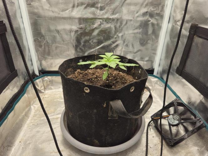 Seedoos 2: Coconut cream. Week 3 - Ihr Seitenprofil