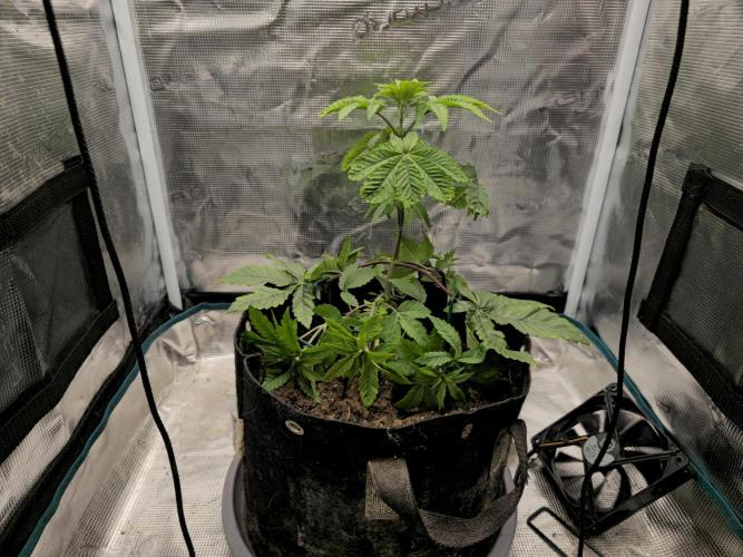 Seedoos 2: Coconut cream. Week 5
