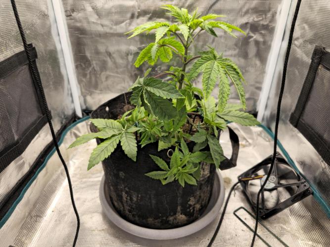 Seedoos 2: Coconut cream. Week 5