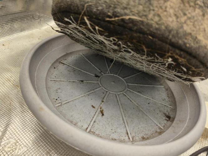 Seedoos 2: Coconut cream. Week 5