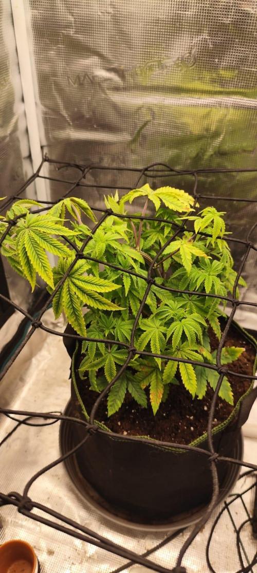 Seedoos 2: Coconut cream. Week 7