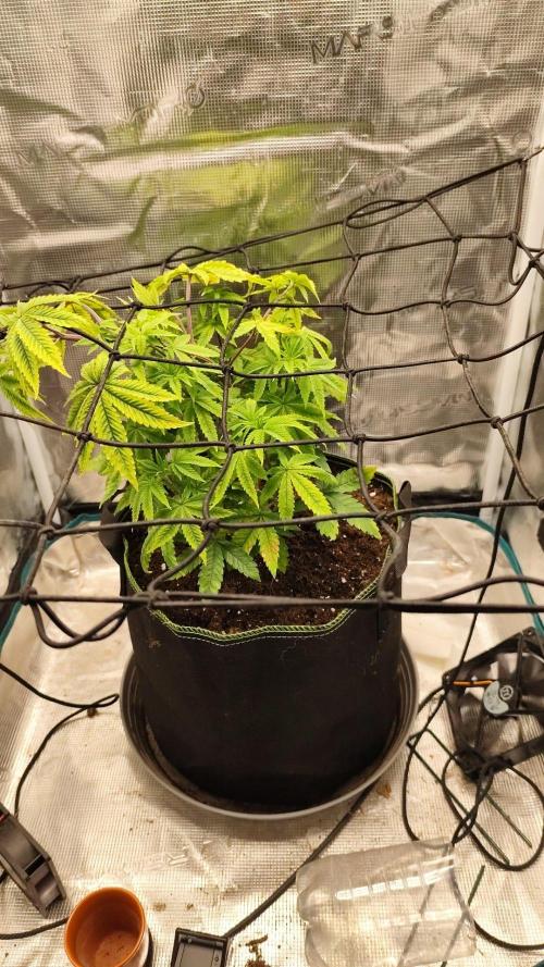 Seedoos 2: Coconut cream. Week 7