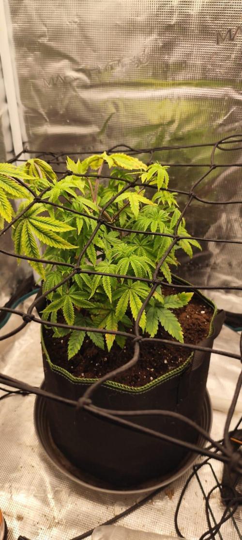 Seedoos 2: Coconut cream. Week 7