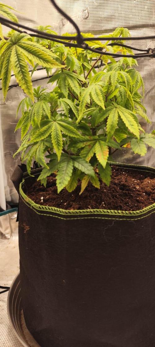 Seedoos 2: Coconut cream. Week 7