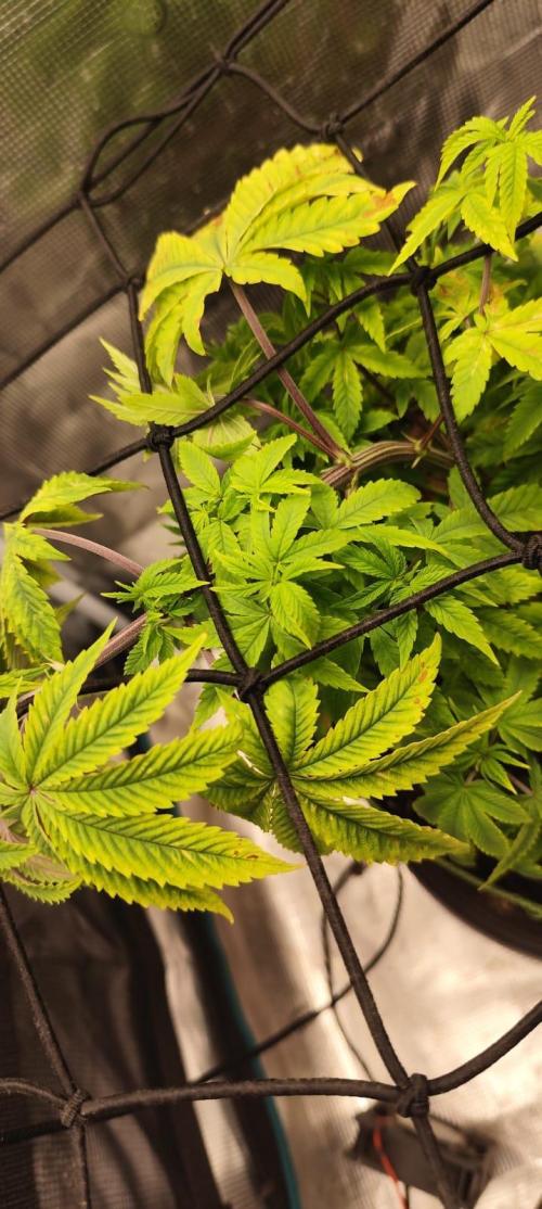 Seedoos 2: Coconut cream. Week 7