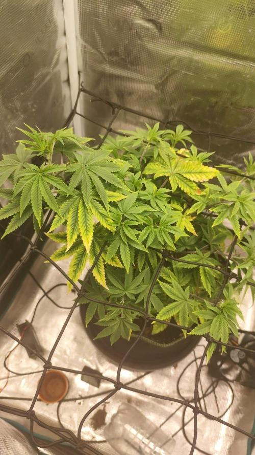 Seedoos 2: Coconut cream. Week 8