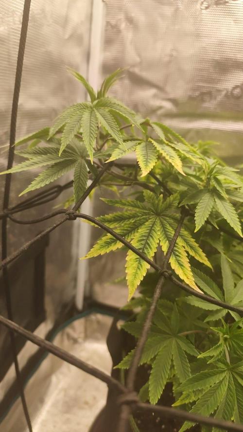 Seedoos 2: Coconut cream. Week 8