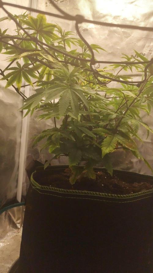 Seedoos 2: Coconut cream. Week 8