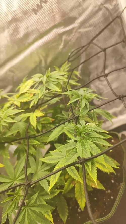 Seedoos 2: Coconut cream. Week 8