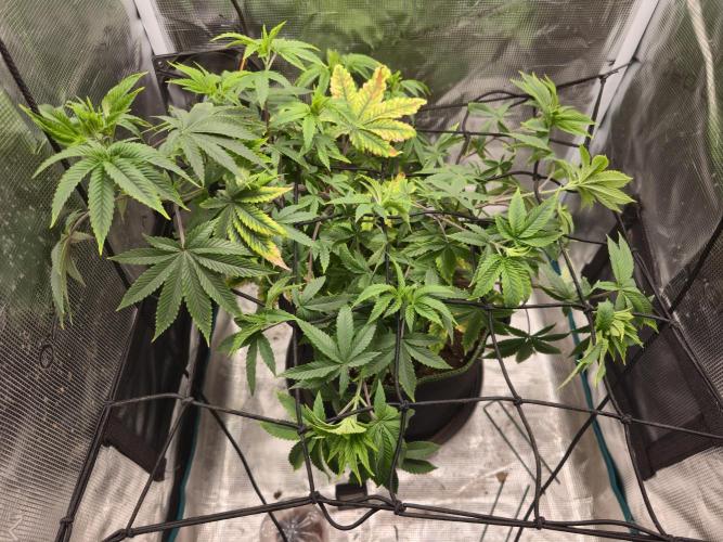 Seedoos 2: Coconut cream. Week 9 - Von oben