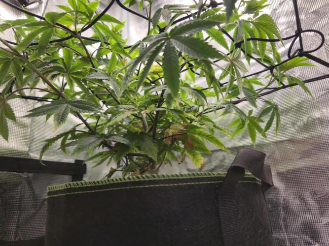 Seedoos 2: Coconut cream. Week 9 - Von unten links 