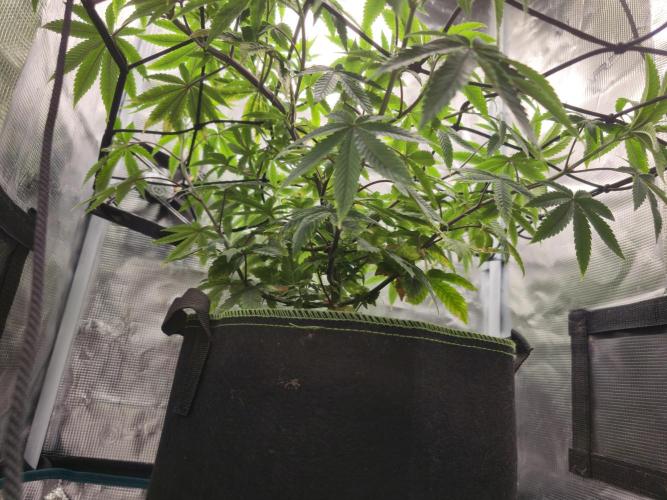 Seedoos 2: Coconut cream. Week 9 - Von unten rechts