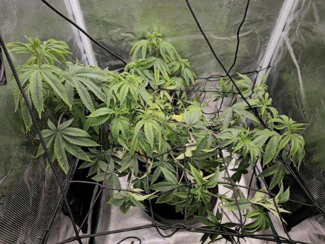 Seedoos 2: Coconut cream. Week 10