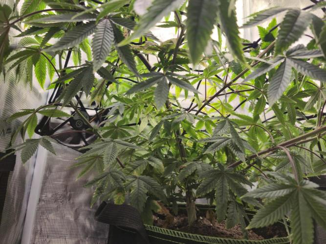 Seedoos 2: Coconut cream. Week 10