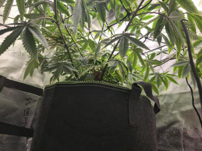 Seedoos 2: Coconut cream. Week 10