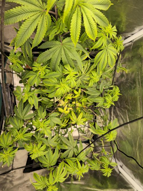 Seedoos 2: Coconut cream. Week 11