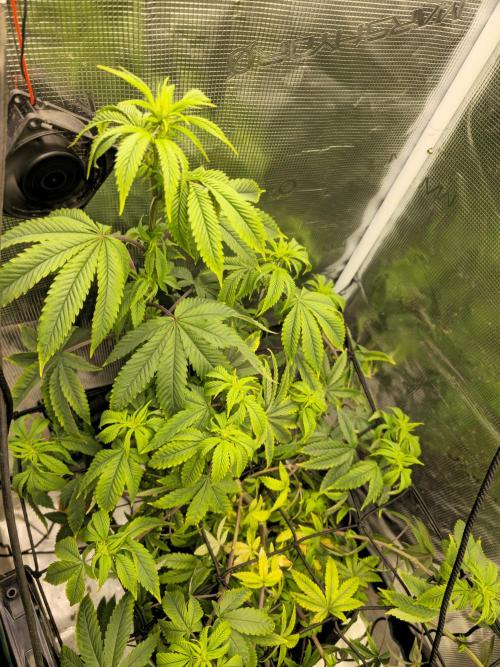 Seedoos 2: Coconut cream. Week 11