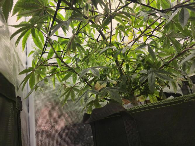 Seedoos 2: Coconut cream. Week 11