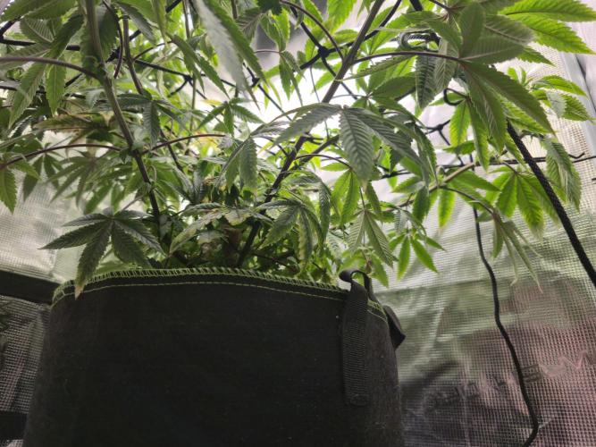 Seedoos 2: Coconut cream. Week 11