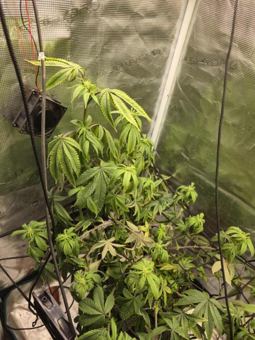 Seedoos 2: Coconut cream. Week 12