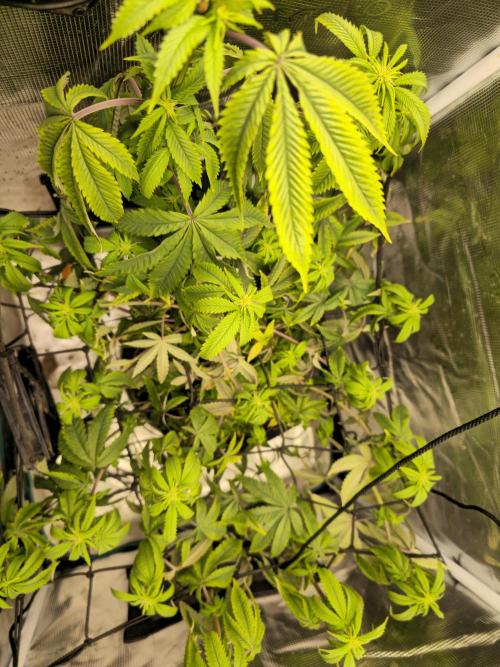 Seedoos 2: Coconut cream. Week 12
