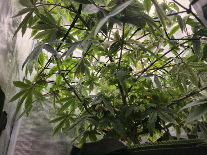 Seedoos 2: Coconut cream. Week 12