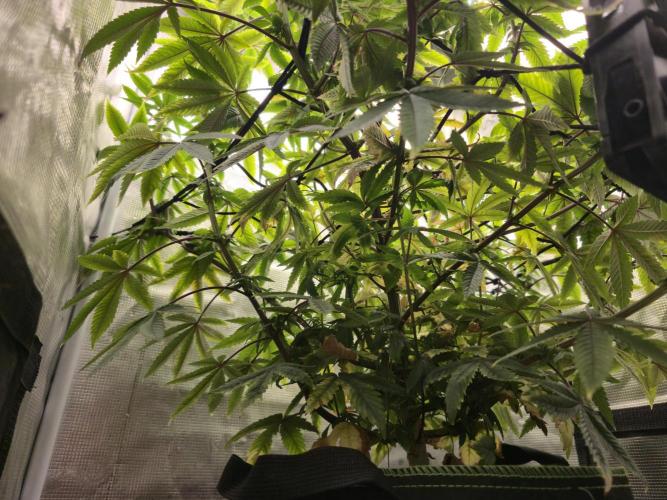 Seedoos 2: Coconut cream. Week 13