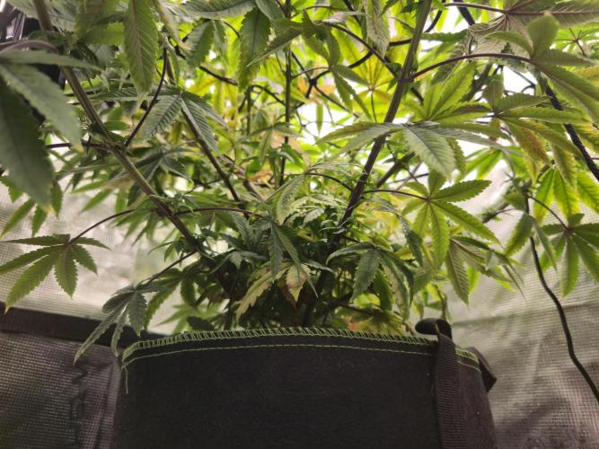 Seedoos 2: Coconut cream. Week 13