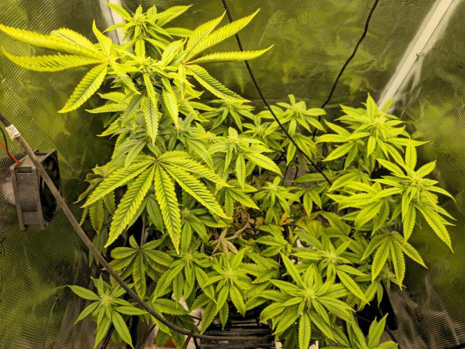Grow Tent 60x60x140cm (2'x2'x4.6'). Week 13