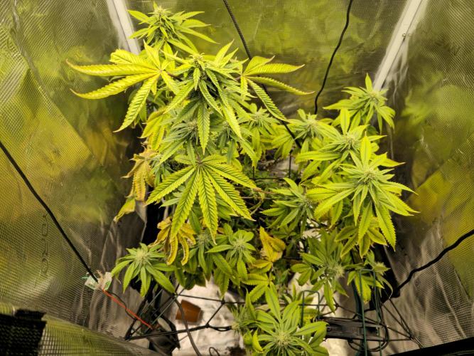 Seedoos 2: Coconut cream. Week 14