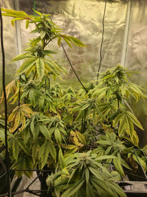 Seedoos 2: Coconut cream. Week 14
