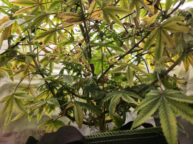 Seedoos 2: Coconut cream. Week 14