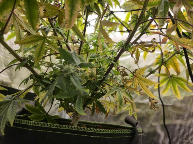Grow Tent 60x60x140cm (2'x2'x4.6'). Week 14