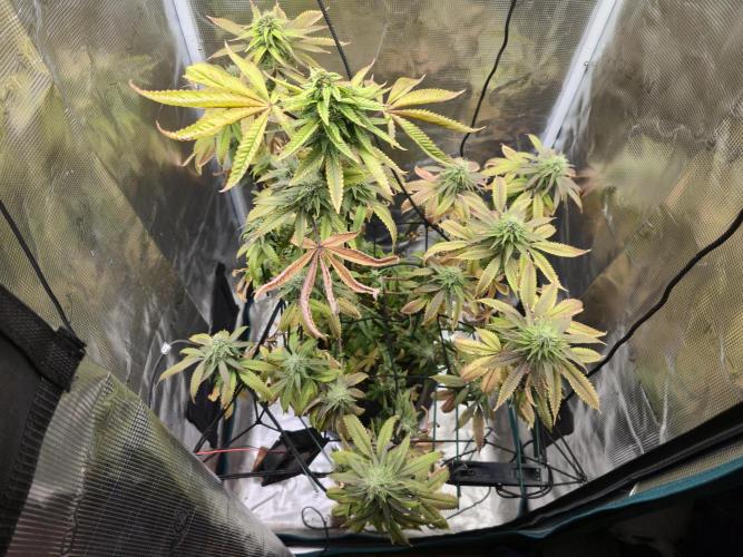Seedoos 2: Coconut cream. Week 15