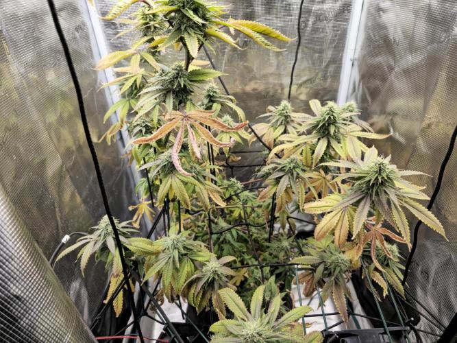 Seedoos 2: Coconut cream. Week 15