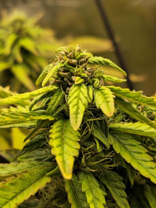 Seedoos 2: Coconut cream. Week 15
