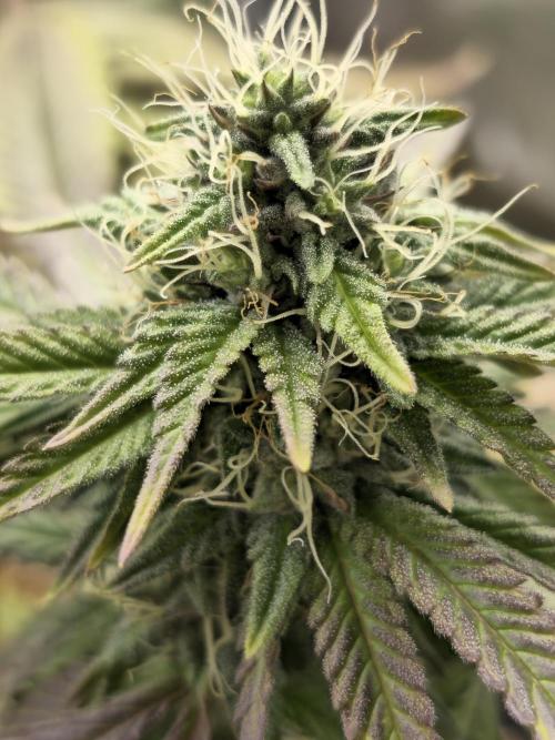 Seedoos 2: Coconut cream. Week 15