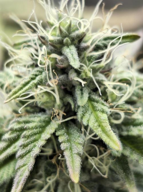 Seedoos 2: Coconut cream. Week 15