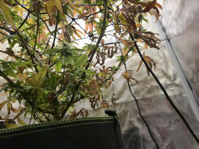 Grow Tent 60x60x140cm (2'x2'x4.6'). Week 15
